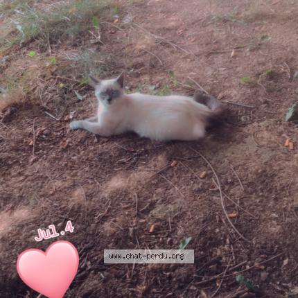 Foto 1/1 Gato encontrado Perdido en Noisy le grand mont dest