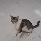 Foto del gato perdido en Lahore