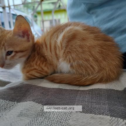 Foto 1/1 Kitto Chat perdido en Ranchi