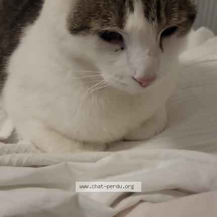 Foto 1/1 Yumak Chat perdido en Anderlecht