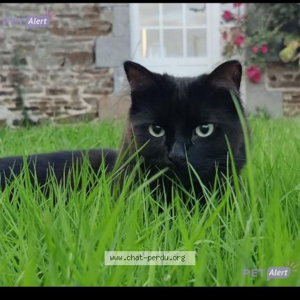 Foto 1/1 Moka Chat perdido en Le genest saint isle