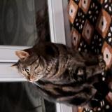 Foto del gato perdido en Notre Dame D Aliermont