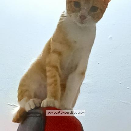 Foto 1/1 Butcher Chat perdido en Cartagena de indias