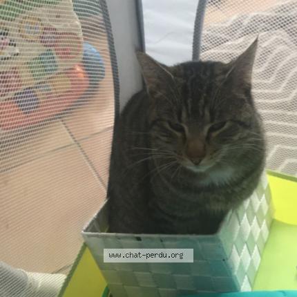 Foto 1/1 Cooky Chat perdido en Saint symphorien sur saone