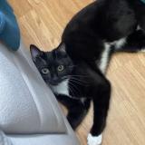 Foto del gato perdido en Plessis Trevise