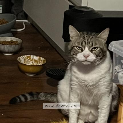 Foto 1/1 Tissou Chat perdido en Montpellier