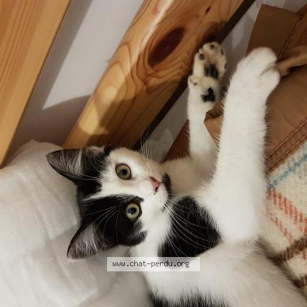 Foto 1/1 Virgule Chat perdido en Ambrault