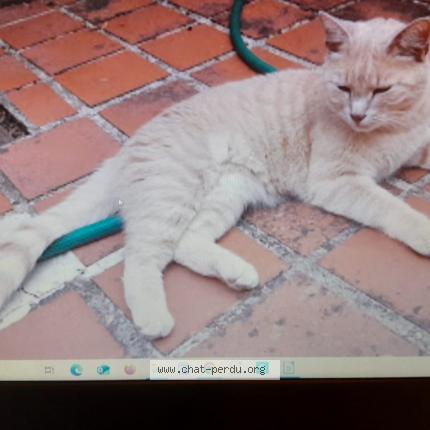 Foto 1/1 Peanuts Chat perdido en Cormeray