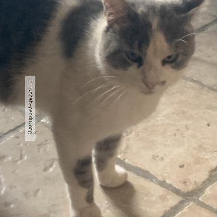 Foto 1/1 Gato encontrado Encontrado en Saint chef arcisse