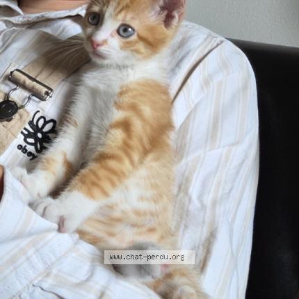 Foto 1/1 Flat Chat perdido en Montfort le gesnois