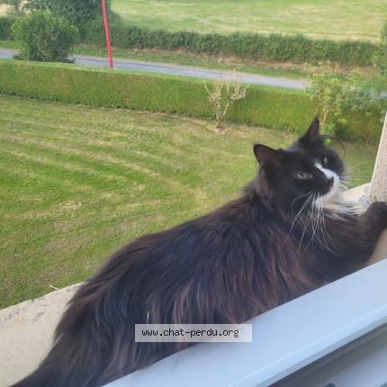 Foto 1/1 Café Chat perdido en Pierrefitte en cinglais