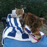 Foto del gato perdido en Vensac