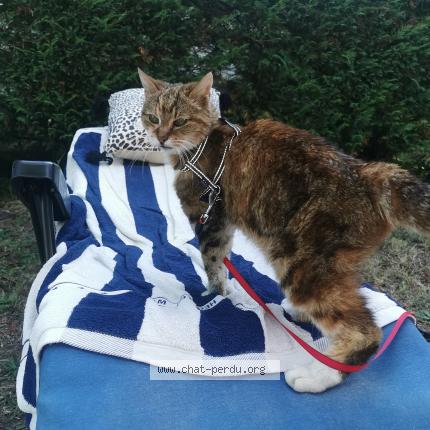 Foto 1/1 Minouche Chat perdido en Vensac