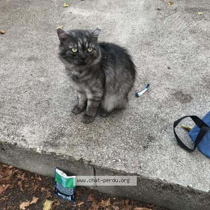 Foto 1/2 Gato encontrado Encontrado en Bourg de peage