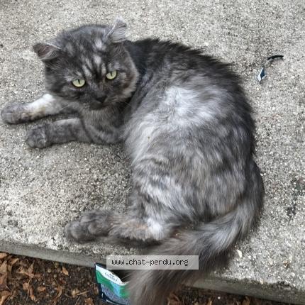 Foto 2/2 Gato encontrado Encontrado en Bourg de peage