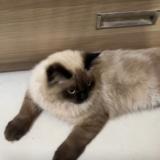 Foto del gato perdido en Bangalore