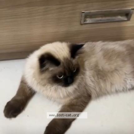 Foto 1/1 No name Chat perdido en Bangalore