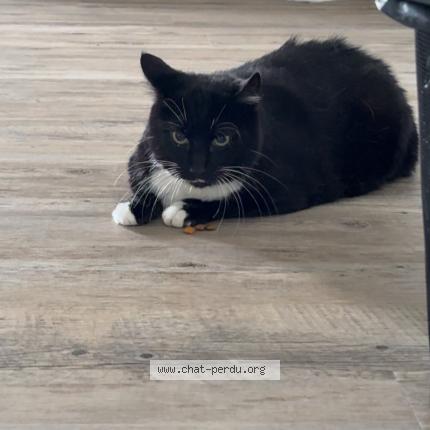 Foto 1/1 Loky Chat perdido en Wasselonne