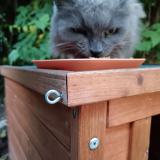 Foto de gato encontrado en Evreux