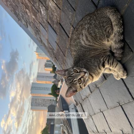 Foto 1/1 Athena Chat perdido en Montlouis sur loire