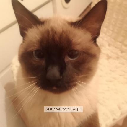 Foto 1/1 Michou Chat perdido en Paris