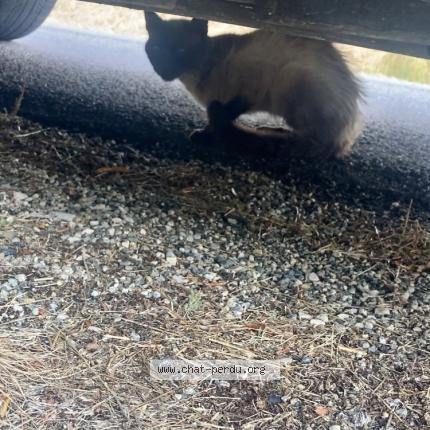 Foto 1/1 Gato encontrado Encontrado en Comps