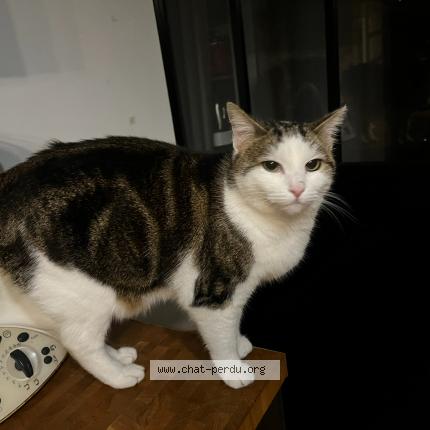 Foto 1/1 Onyx Chat perdido en Grasse