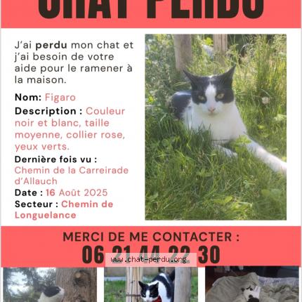 Foto 1/1 Fivaro Chat perdido en Aubagne