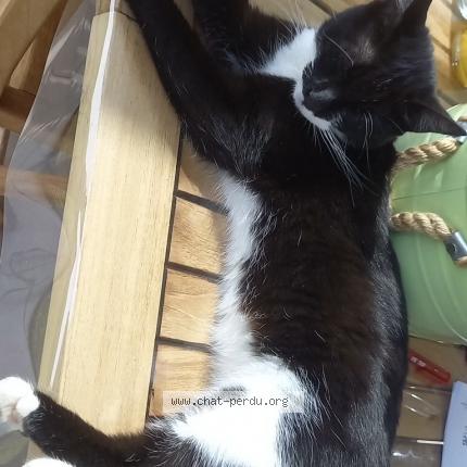 Foto 1/1 Bambou Chat perdido en Costaros