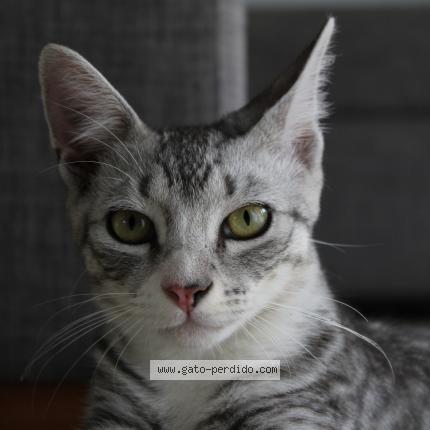 Foto 1/1 Sarten Chat perdido en Santa fe