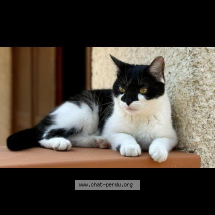 Foto 1/1 Valkyrie Chat perdido en Muret