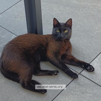 Foto 1/1 Vanda Chat perdido en Aigues vives