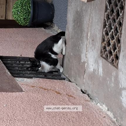 Foto 1/1 Gato encontrado Encontrado en Sainte marie aux mines