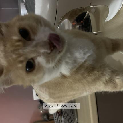 Foto 1/1 Filou Chat perdido en Ercuis