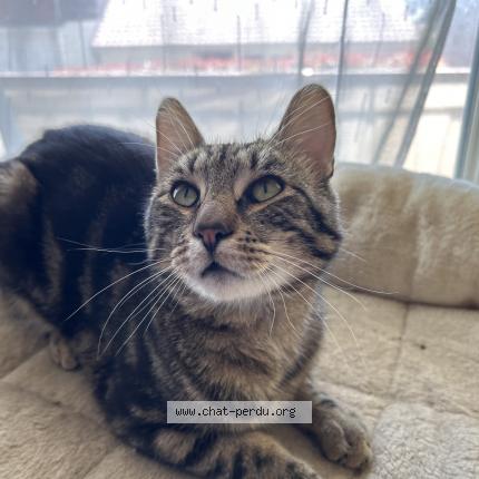 Foto 1/1 Stitch Chat perdido en Pompey