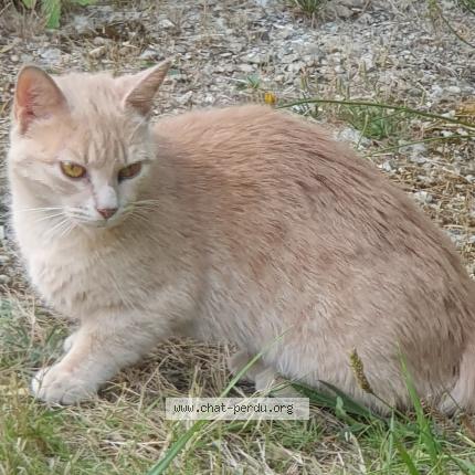 Foto 1/1 Gato encontrado Encontrado en St ave