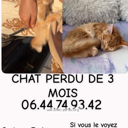 Foto 1/1 Mimi Chat perdido en Toulouse