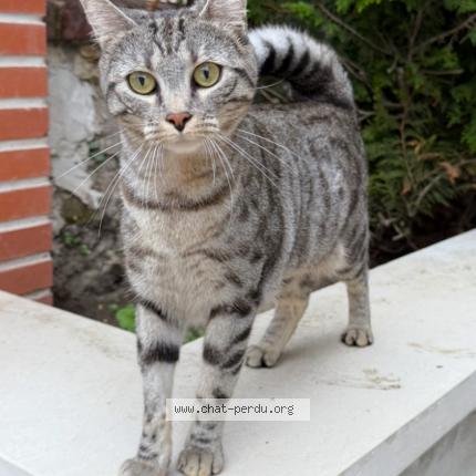 Foto 1/1 Pixelle Chat perdido en Montmorency