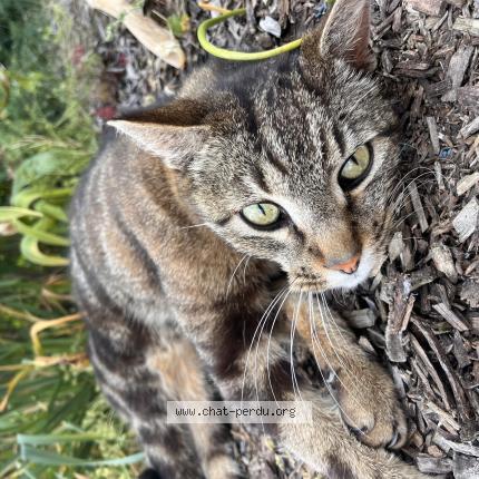 Foto 1/1 Missile Chat perdido en Mulsanne