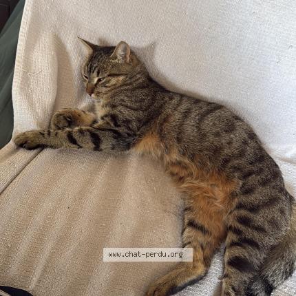 Foto 1/1 Tara Chat perdido en Vaujours