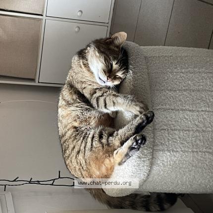 Foto 1/1 Mougli Chat perdido en Amiens