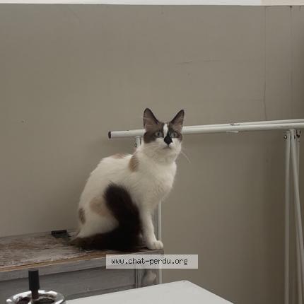 Foto 1/1 Vanille Chat perdido en Aucamville