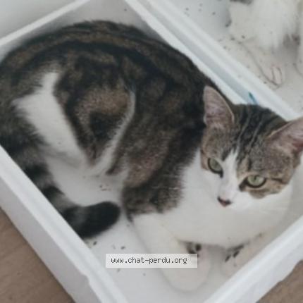 Foto 1/1 Fripouille Chat perdido en Saint valery sur somme