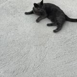 Foto del gato perdido en Chapelle Gauthier