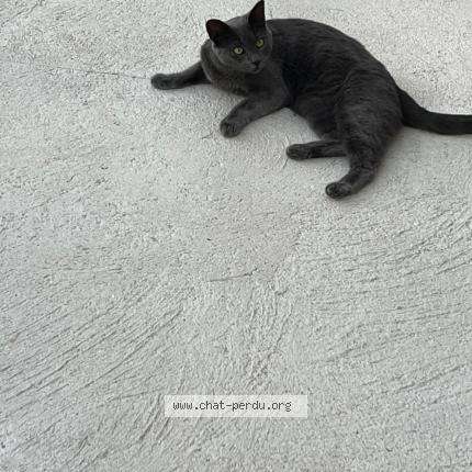 Foto 1/1 TAGADA Chat perdido en Chapelle gauthier