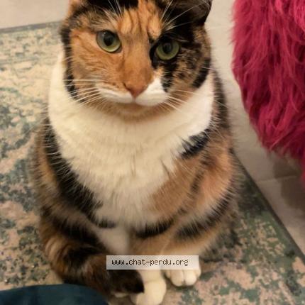 Foto 1/1 Calypso Chat perdido en Rouen