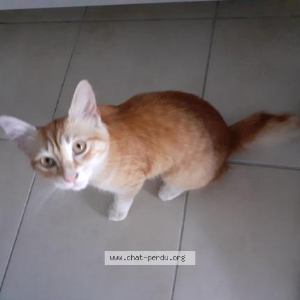 Foto 1/1 Léo Chat perdido en Frejus