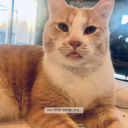 Foto 1/1 Archie Chat perdido en Embrun