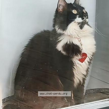 Foto 1/1 Plume Chat perdido en Balaruc les bains