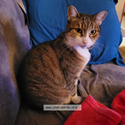 Foto 1/1 Loulou Chat perdido en Espondeilhan